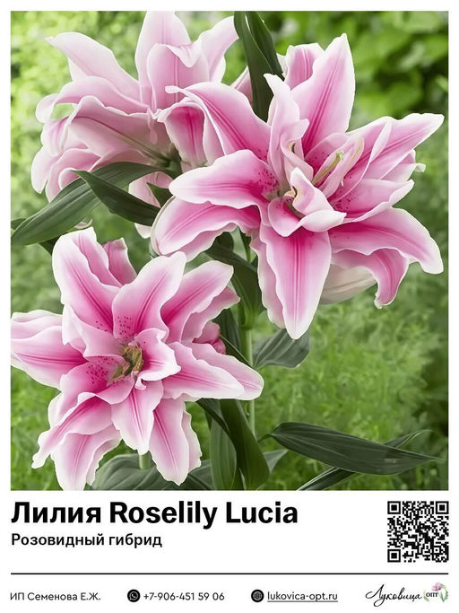 Лилия Roselily Lucia (Розовидный гибрид)