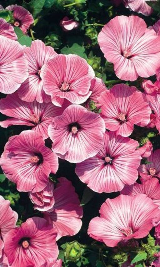 Лаватера ЦВЕТЕНИЕ САКУРЫ