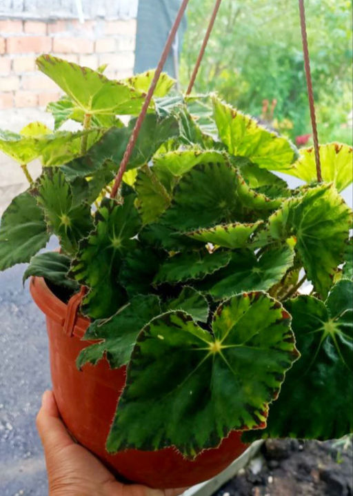 Бегония Бауэра (тигровая)