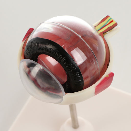 Анатомическая модель «Макет глаза человека», разборный, 17×12×12 см