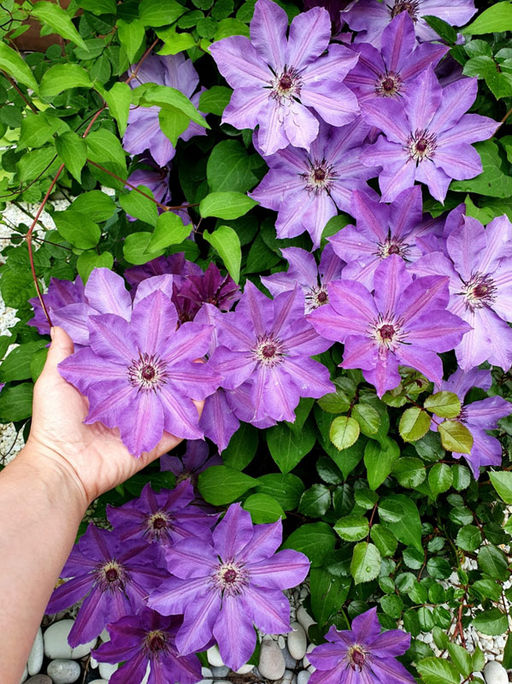 КЛЕМАТИС Балтык Разбор I Кол-во упак., шт 2