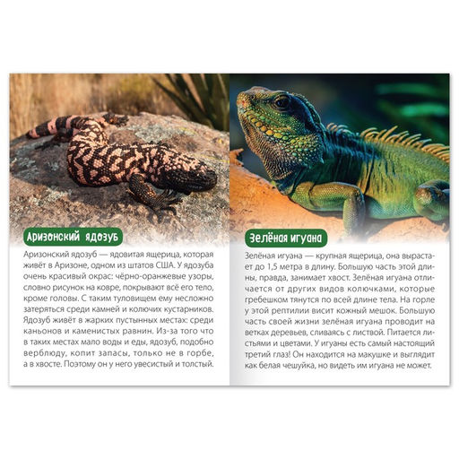 Цена за 2 шт. Обучающая книга «Животные Северной Америки», 20 стр.