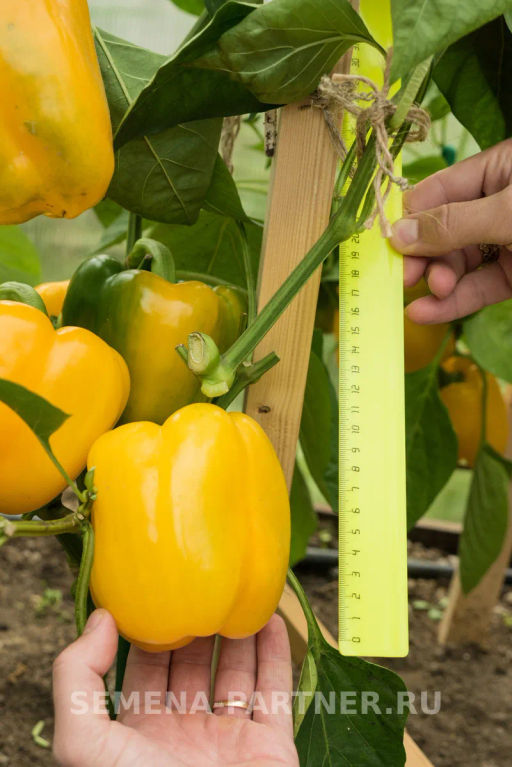 Перец сладкий Тавиньяно - Партнер фото 4