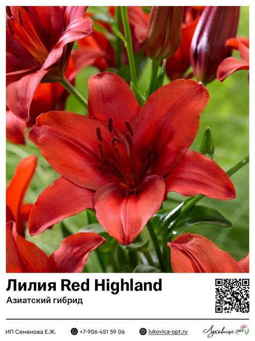 Лилия Red Highland (Азиатский гибрид)