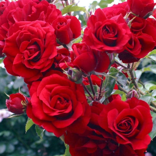 Роза Лев Толстой - Долина роз фото 3