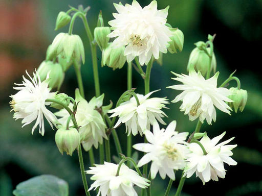 Аквилегия Вайт Барлоу - Долина роз фото 3