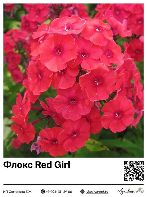 Флокс Red Girl (Метельчатый)