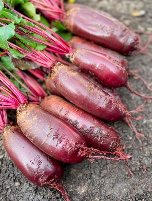 Свёкла ГЕНЕРАЛЬСКАЯ F1 - Уральский дачник фото 5