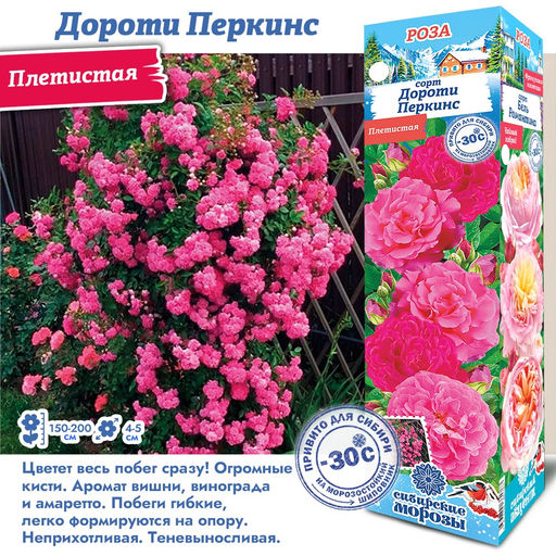 Роза Дороти Перкинс (Плетистая) 1шт