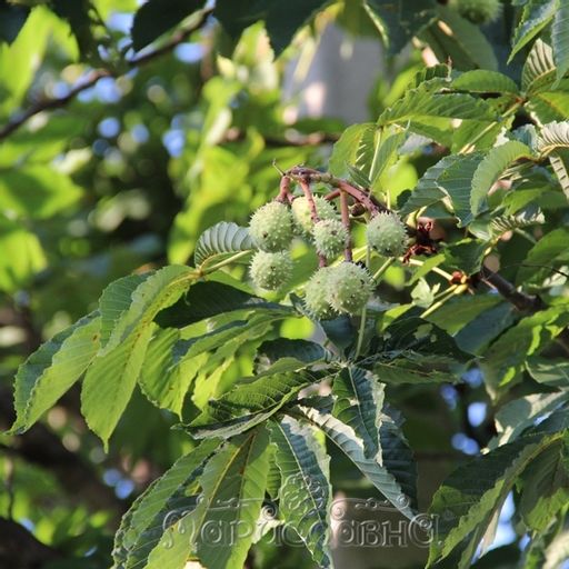 2 шт. Каштан конский (плоды измельчённые) - Мариславна фото 4