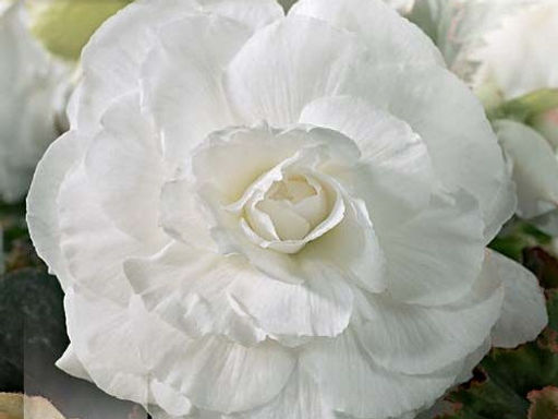 Бегония махровая белая (Double White)