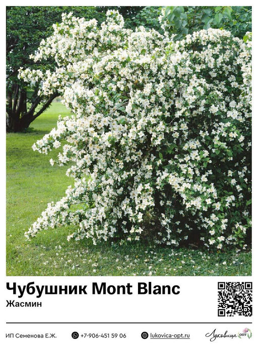 Чубушник Жасмин Mont Blanc (Мон Блан)