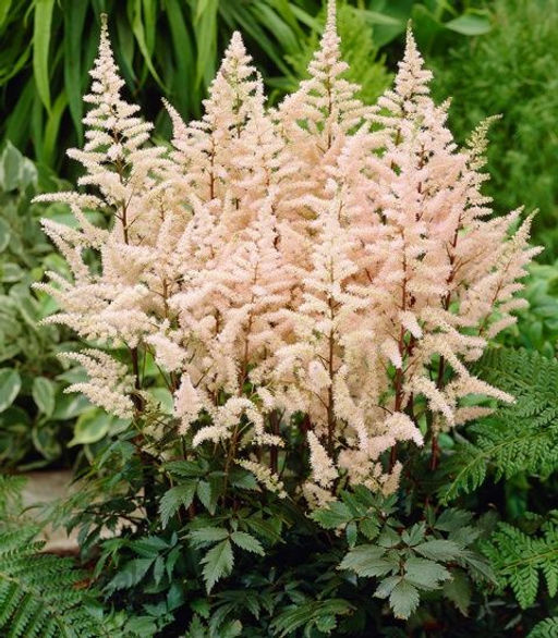 АСТИЛЬБА Бумальда Разбор 2/3 n Кол-во упак., шт 1