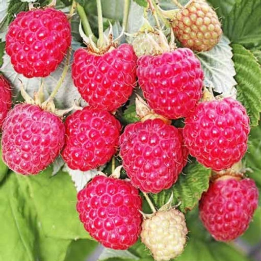 Малина Джоан Джей ремонтантная/штамбовая (коробка) 1шт