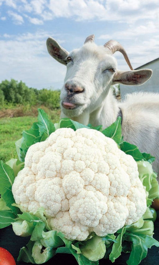 Капуста цветная КОЗА ЕГОЗА гелевое драже Новинка! Холодостойкая! Отлично завязывает крупные, белоснежные головки!