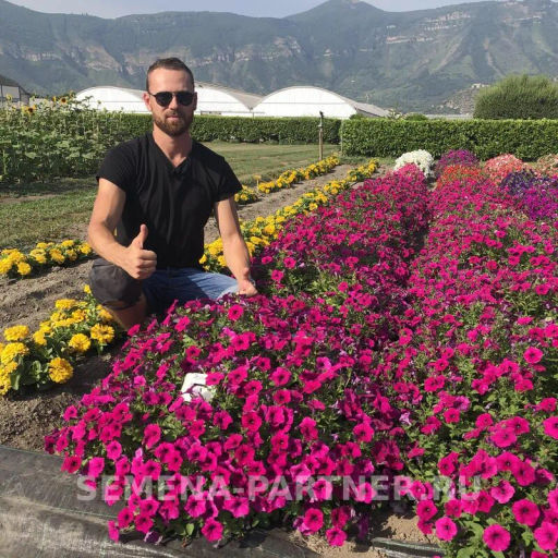 Петуния Итальянка Виолетта каскадная фиолетовая - Партнер фото 7