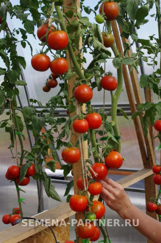 Томат Вендетта - Партнер фото 3