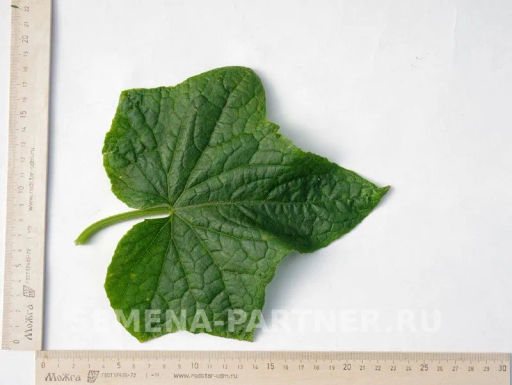 Огурец пчелоопыляемый Чечель - Партнер фото 6