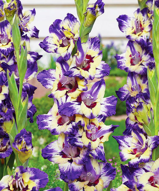 ГЛАДИОЛУС Циркус Колор Разбор 10/12 Кол-во упак., шт 10