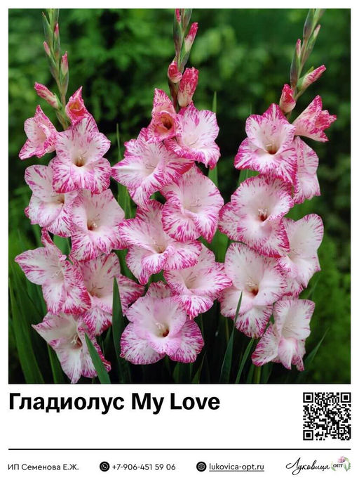 Гладиолус My Love