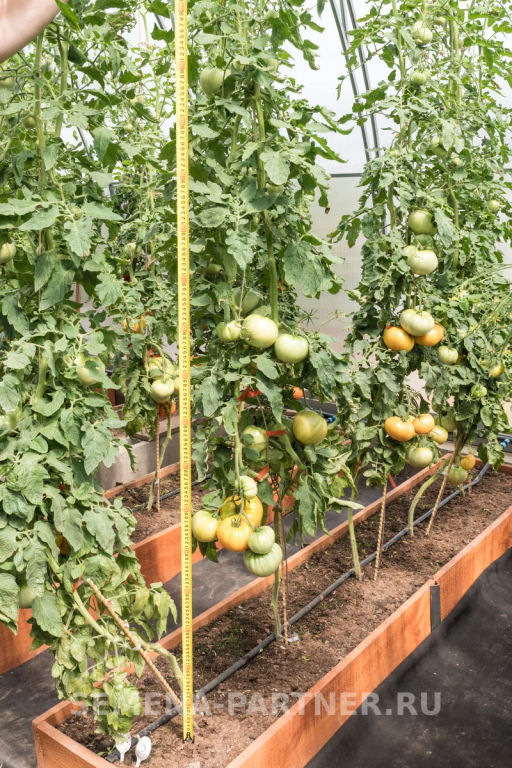 Томат Амана Оранж - Партнер фото 6