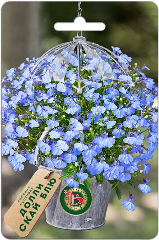 Лобелия кустовая Долли Скай Блю
