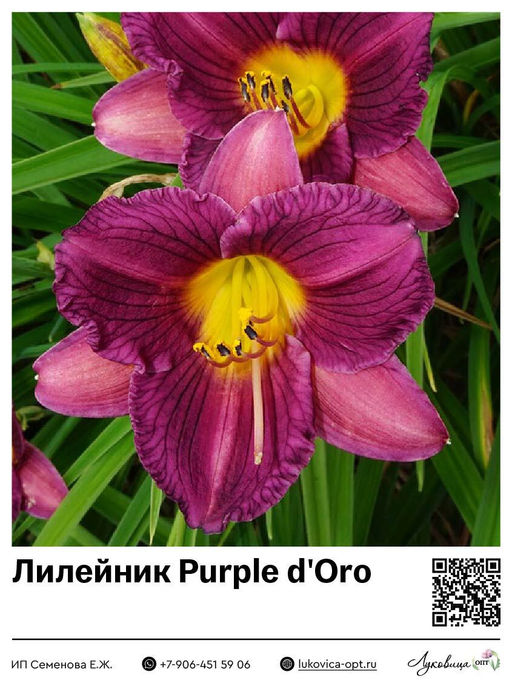 Лилейник Purple dOro