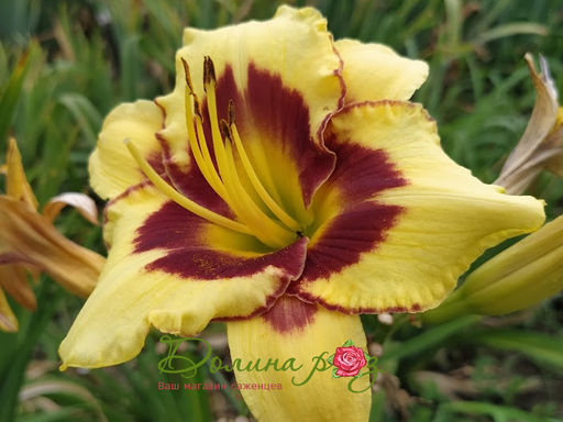 Лилейник Эль Десперадо - Долина роз фото 5