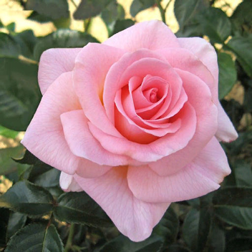 R501 ФАННИ АРДАН