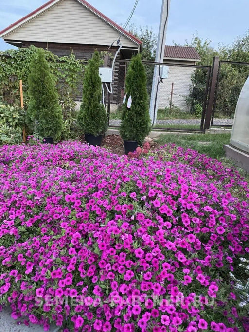 Петуния Вивальди Вуаль ампелельная фиолетовая - Партнер фото 6