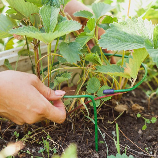 Цена за 10 шт. Кустодержатель для клубники, d=15 см, h=25 см, ножка d=0.3 см, металл, зелёный, Greengo фото 7