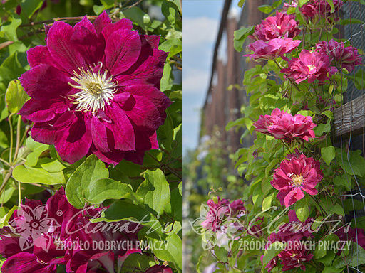 Клематис Red Star (Ред Стар) - Долина роз фото 2