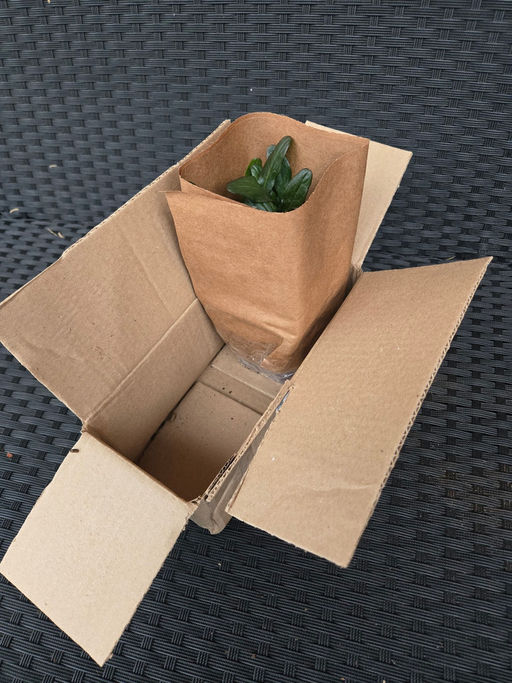 Живучка ползучая Чоклейт Чипс