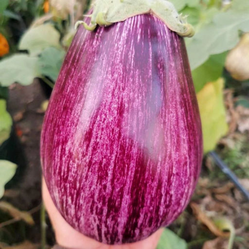 Баклажан Греческий Полосатый Гигант