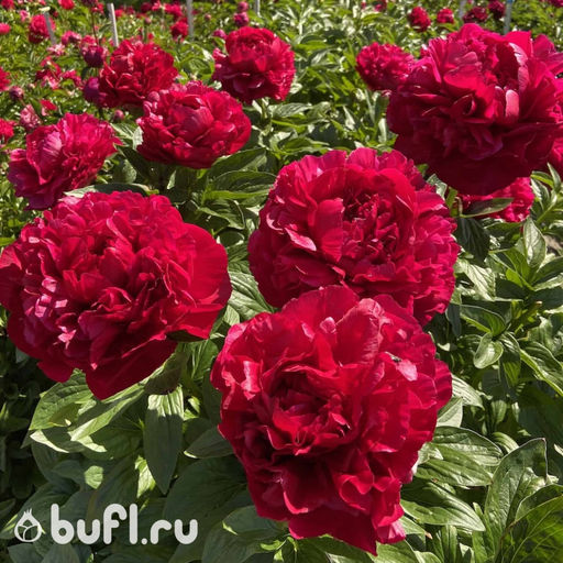 Пион Henry Bockstoce - Bufl фото 2