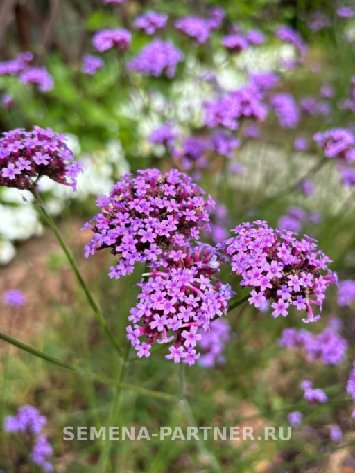 Вербена Бонарская Сильвия Фон Гарден - Партнер фото 3