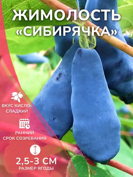 Жимолость Сибирячка - Волжский сад фото 2