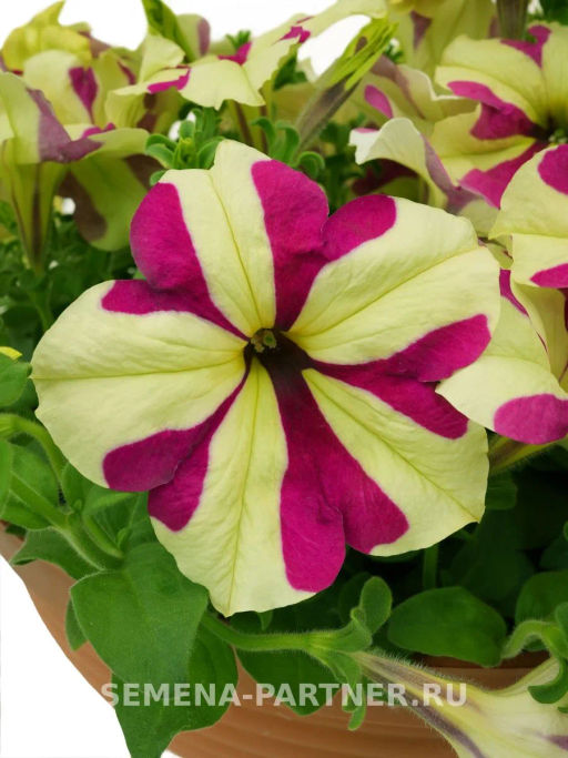 Петуния Софистика Лайм Биколор кустовая крупноцветковая - Партнер фото 3