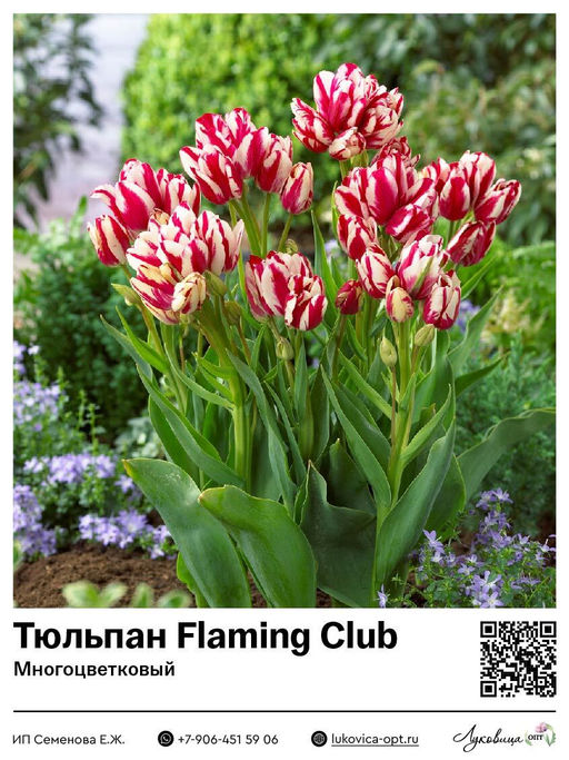 Тюльпан Flaming Club (Многоцветковый)