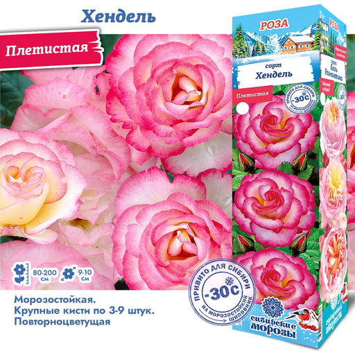 Роза Хендель (Плетистая) 1шт