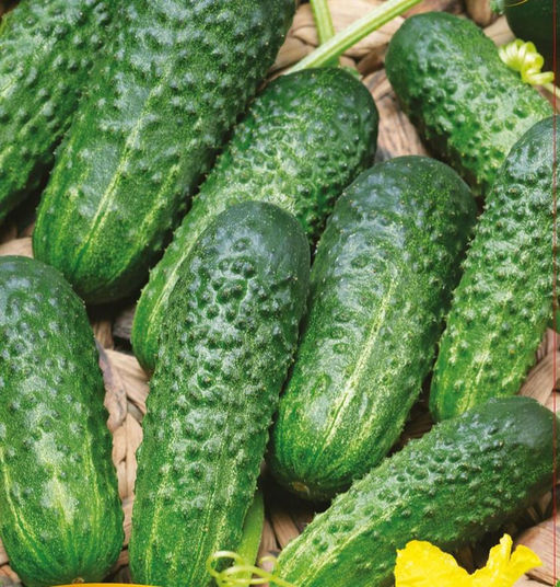 5055D Огурец Экспресс F1 5шт