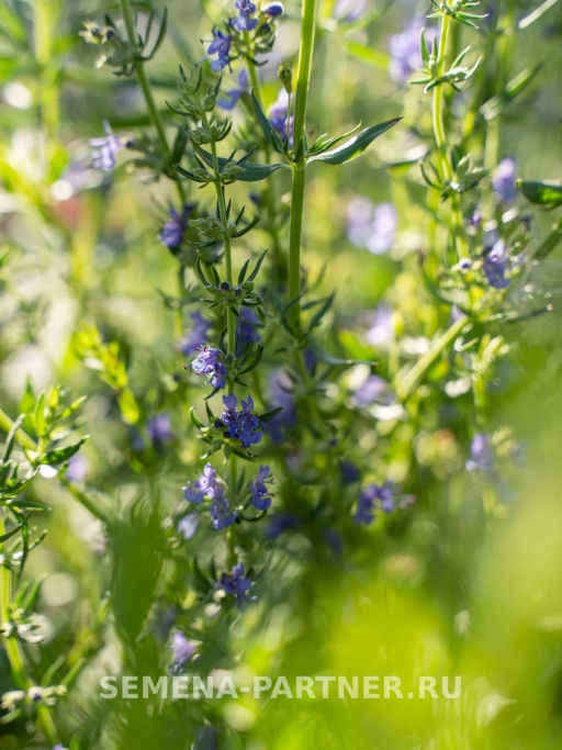 Иссоп Лекарь - Партнер фото 5