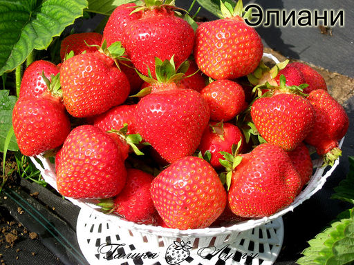 Элиани (ранняя), рассада клубники