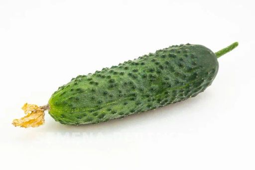 Огурец партенокарпический Уран - Партнер фото 5