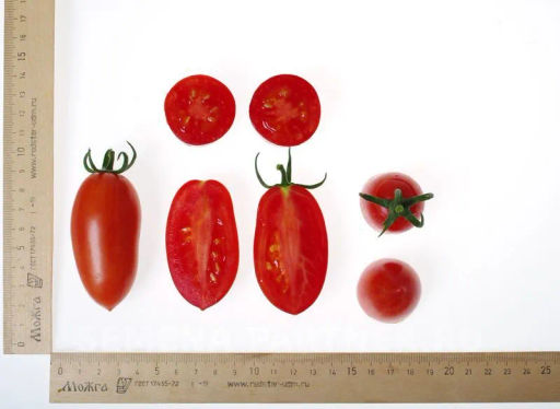 Томат Рыжий Котя F1 - Партнер фото 6