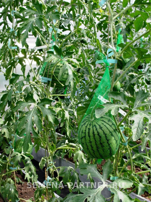 Арбуз Эксперт - Партнер фото 5