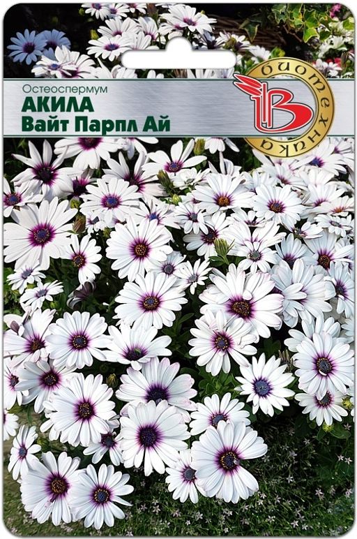Остеоспермум Акила Вайт Парпл Ай