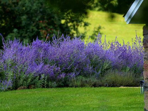 Перовския Голубой Шпиль - Долина роз фото 8