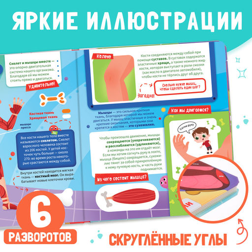 Книга с окошками «Как устроено моё тело?», 55 окошек, энциклопедия