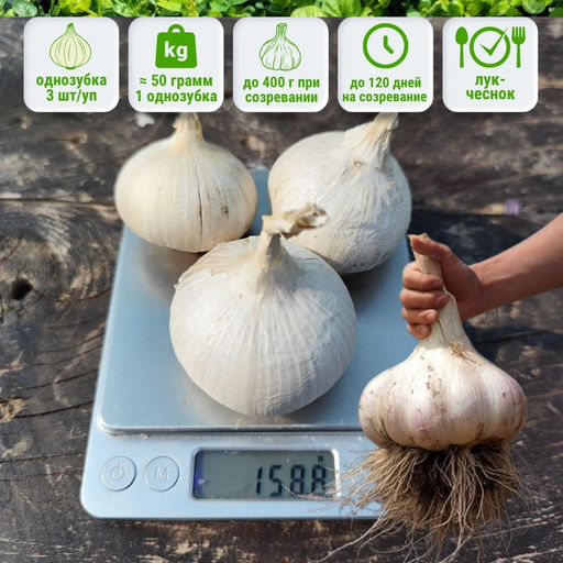 Чеснок Рокамболь-однозубка 3шт